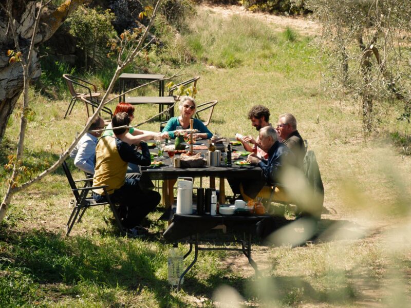 Olicometes_Dinar-entre-oliveres Olicometes_Dinar-entre-oliveres