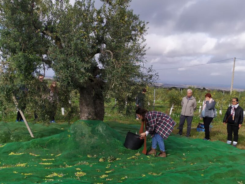 Oliveres 4 Oliveres 4